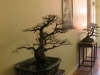 sleeping_elms_600x800
