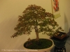 trident_maple_red2_600x450