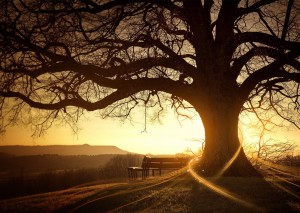 Sunset-Tree-qi